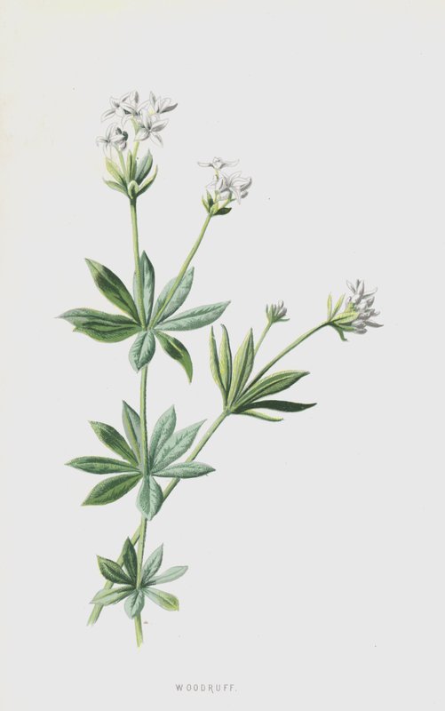 Woodruff (chromolitho) tekijältä Frederick Edward Hulme