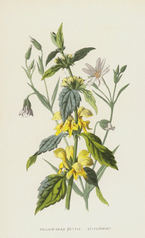 Keltakuollut nokkonen, stitchwort (chromolitho) tekijältä Frederick Edward Hulme