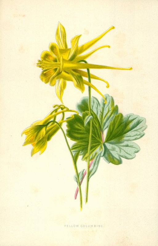 Keltainen Columbine tekijältä Frederick Edward Hulme