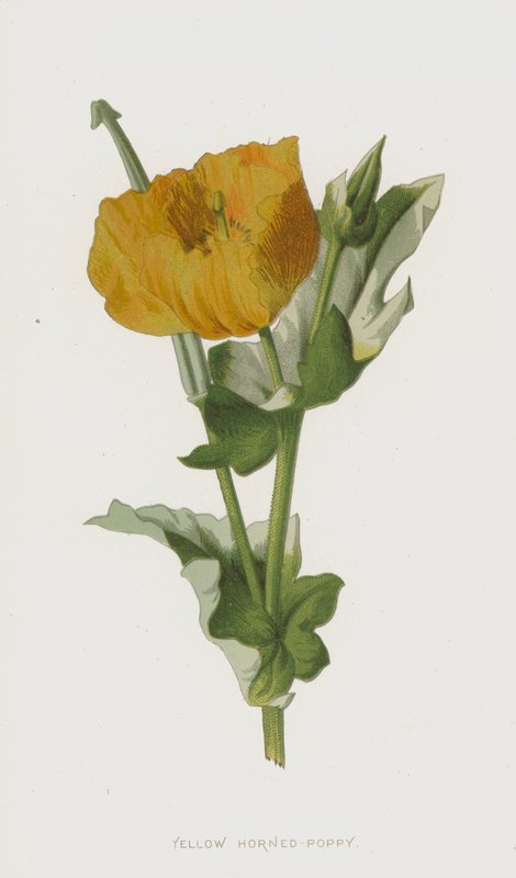Keltainen unikko (chromolitho) tekijältä Frederick Edward Hulme