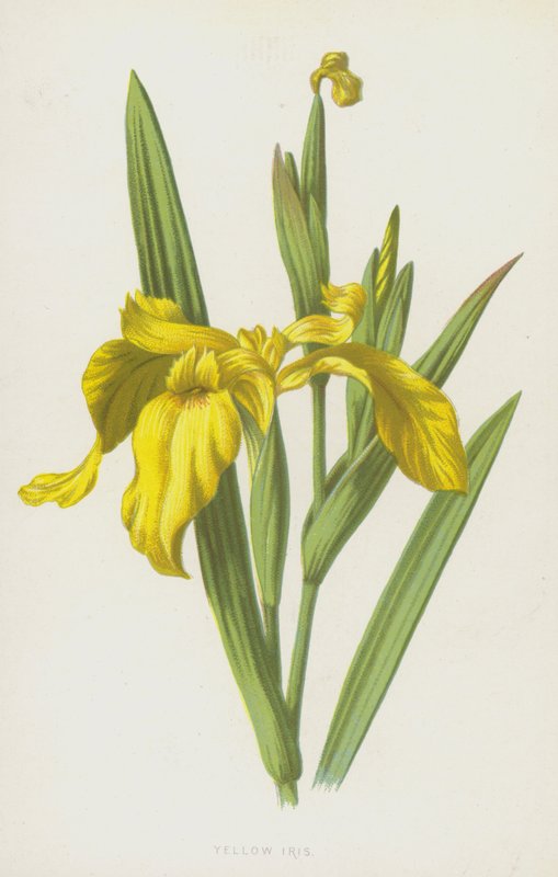 Keltainen iiris (chromolitho) tekijältä Frederick Edward Hulme