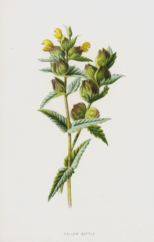 Keltainen helistin (chromolitho) tekijältä Frederick Edward Hulme