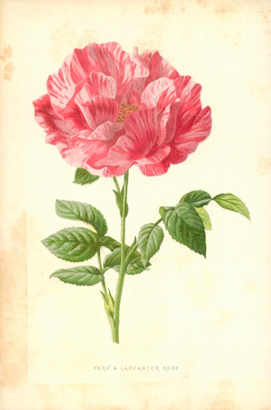 York ja Lancaster Rose tekijältä Frederick Edward Hulme