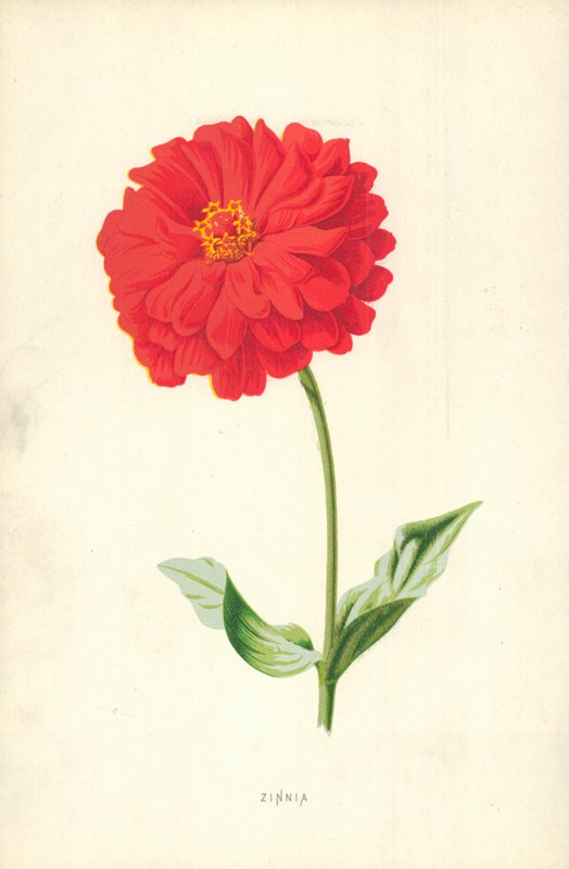 Zinnia tekijältä Frederick Edward Hulme