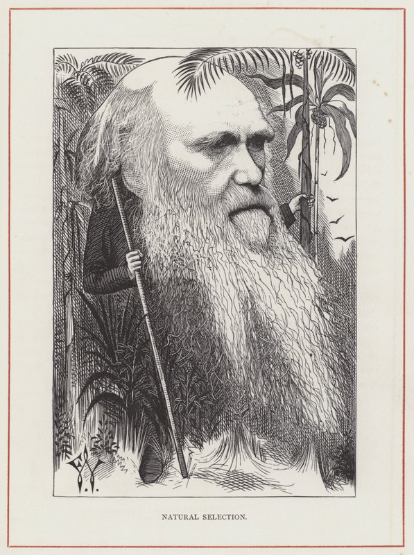 Charles Darwin, luonnonvalinta tekijältä Frederick Waddy