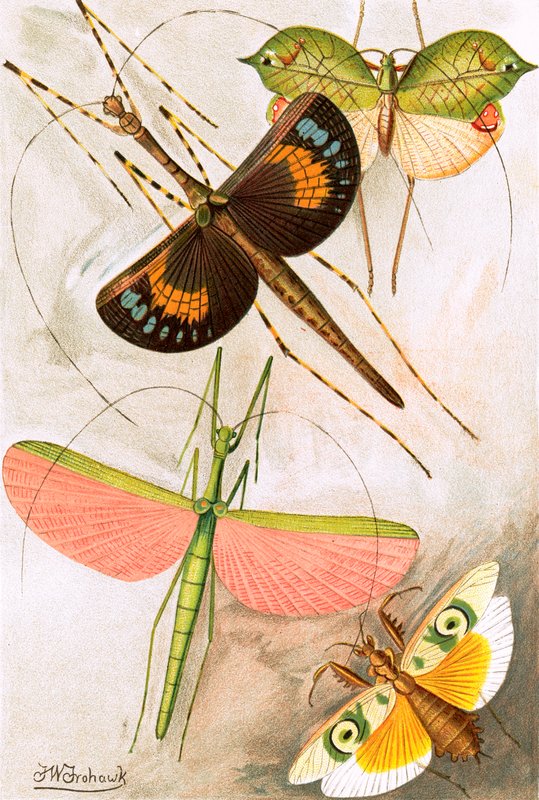 Orthoptera tekijältä Frederick William Frohawk