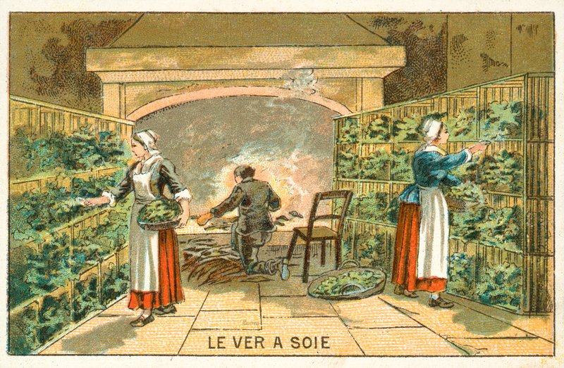 Silkkiäistoukkien kasvatus tekijältä French School