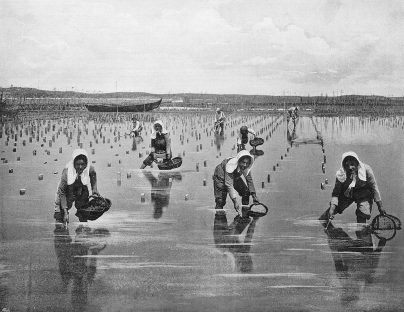 Arcachon - Oyster Parqueuses (m/w kuva) tekijältä French Photographer