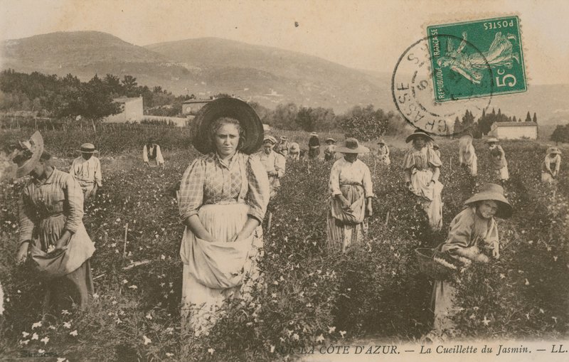 Cote dAzur, Jasmiinin poiminta. Postikortti lähetetty 1913. tekijältä French Photographer