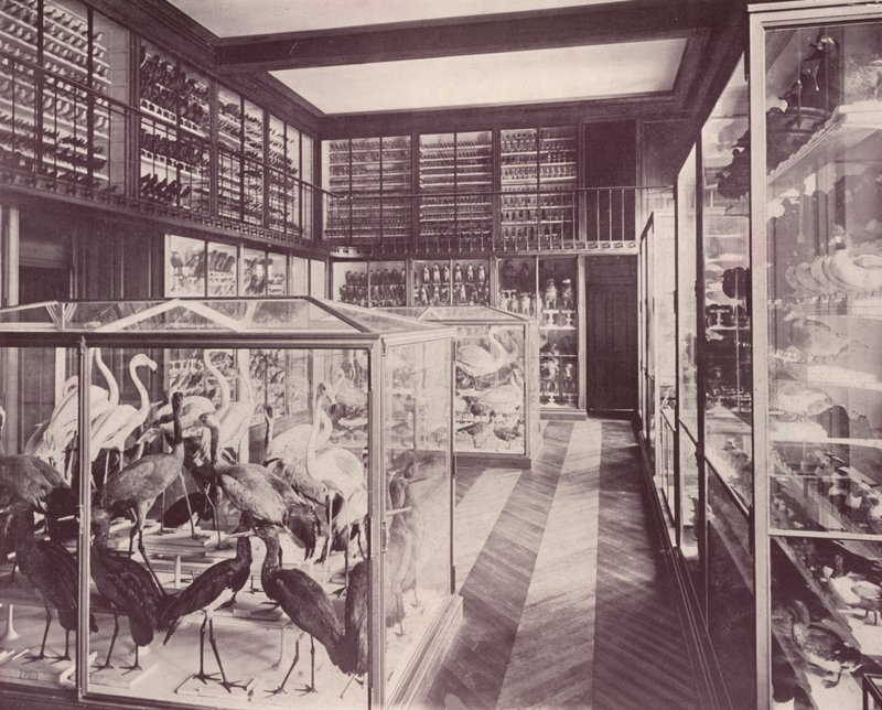 Pariisi: Lintujen galleria, Luonnonhistoriallinen museo (m/w kuva) tekijältä French Photographer