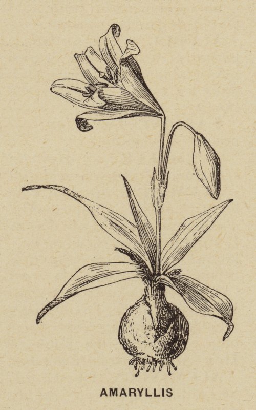 Amaryllis (kaiverrus) tekijältä French School