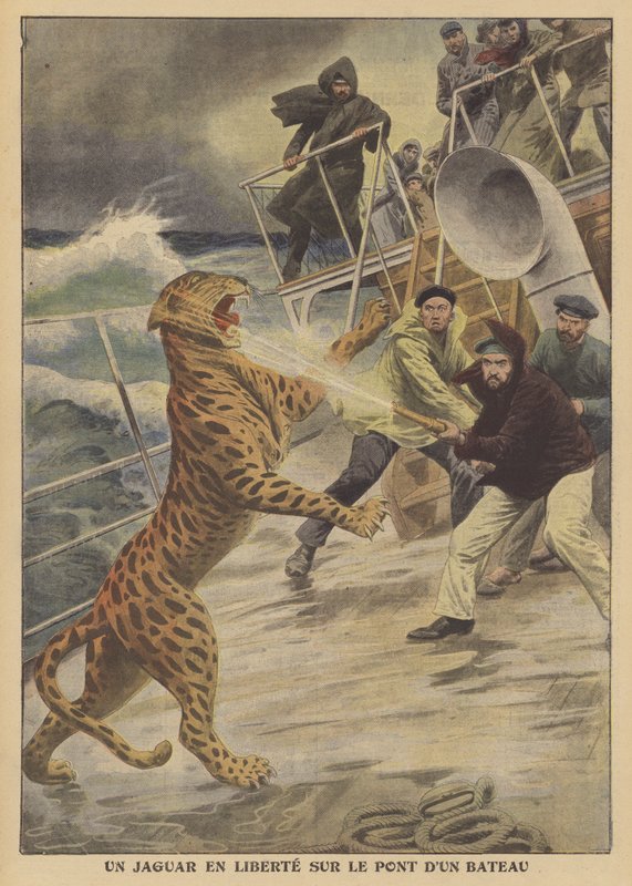 Paennut jaguaari vapaana laivalla (väri litho) tekijältä French School