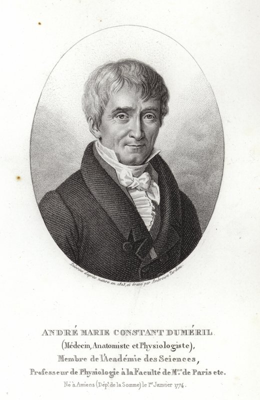 André Marie Constant Dumeril tekijältä French School