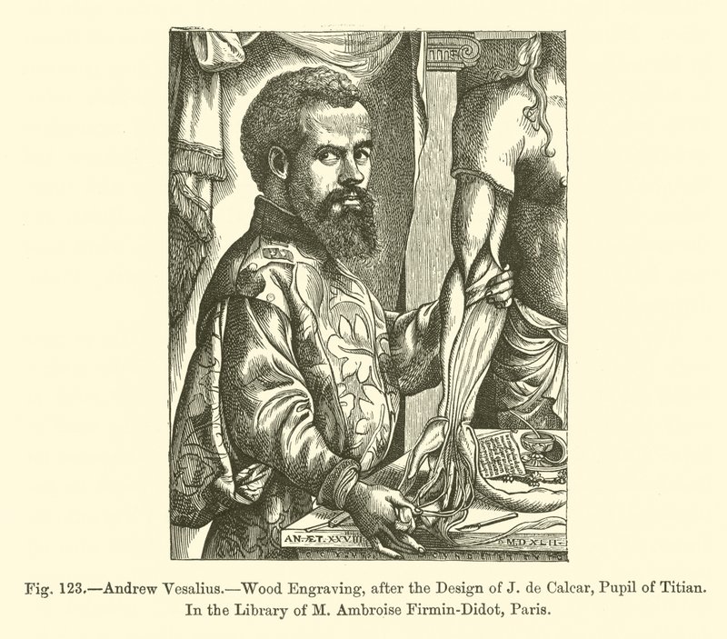 Andrew Vesalius (kaiverrus) tekijältä French School