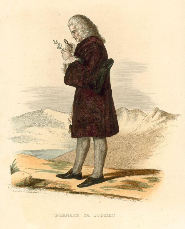Bernard de Jussieu (värillinen kaiverrus) tekijältä French School