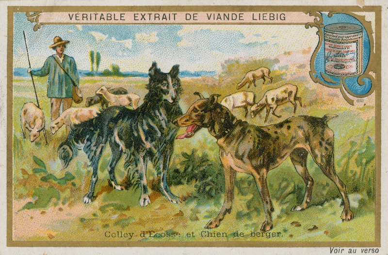 Bordercollie ja lammaskoira tekijältä French School