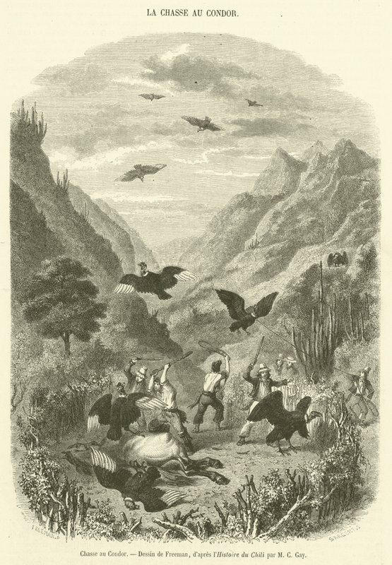 Condor Hunt (kaiverrus) tekijältä French School