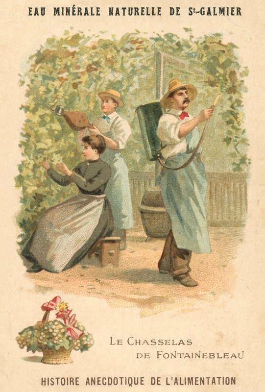 Chasselas de Fontainebleau -rypäleet (chromolitho) tekijältä French School