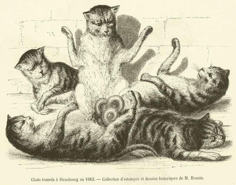 Kissat löydetty Strasbourgista vuonna 1683 (kaiverrus) tekijältä French School