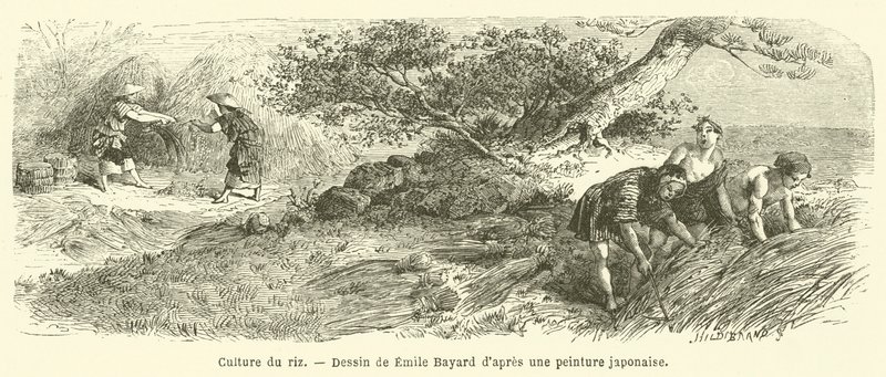 Riisin viljely (kaiverrus) tekijältä French School