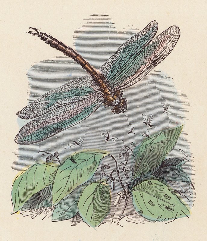 Dragonfly (värillinen kaiverrus) tekijältä French School