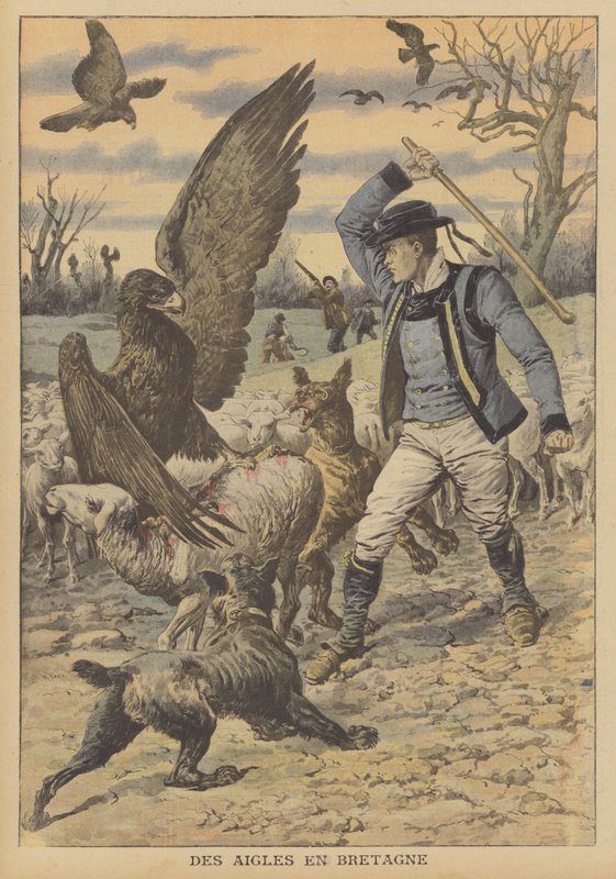 Kotkat hyökkäävät lammaslauman kimppuun Bretagnessa (värilitografia). tekijältä French School