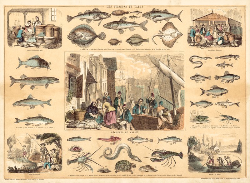 Kalat (väri litho) tekijältä French School