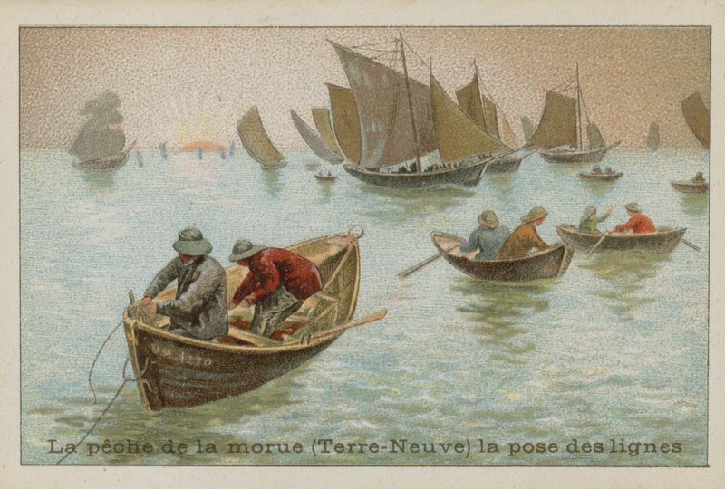 Turskan kalastus Newfoundlandissa - siimat tekijältä French School