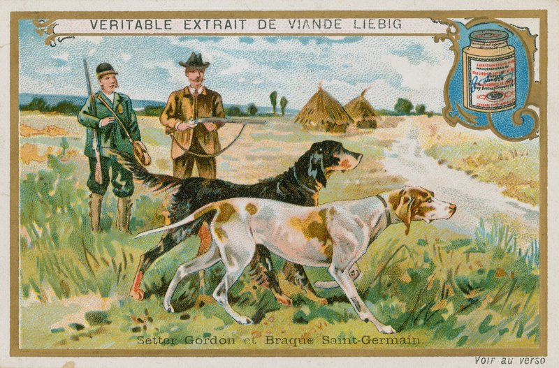 Gordon Setter ja Braque St Germain tekijältä French School