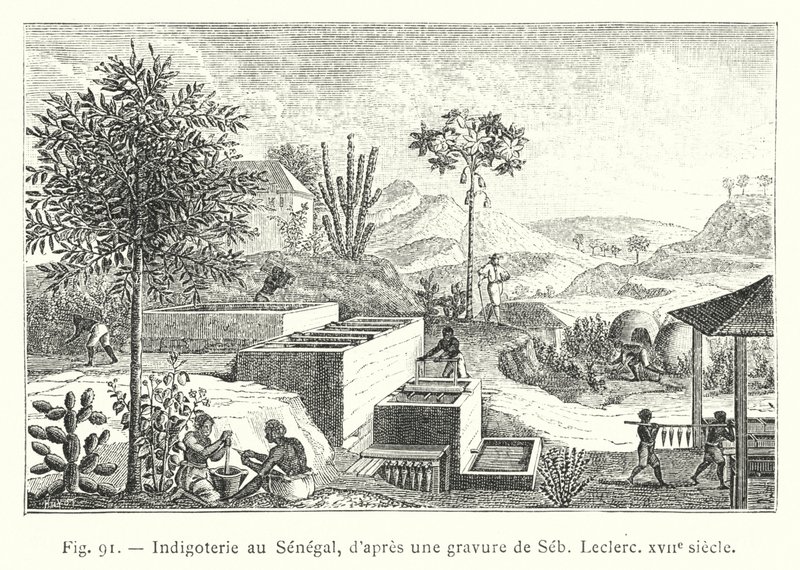 Indigoterie Senegalissa, Sebin, Leclercin kaiverruksen jälkeen, 1600-luku (kaiverrus) tekijältä French School