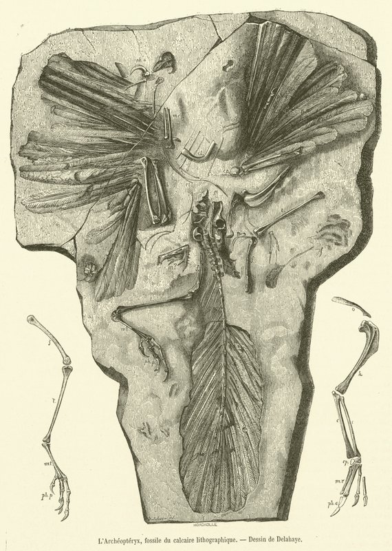 Archeopteryx, fossiili litografisesta kalkkikivestä (kaiverrus) tekijältä French School