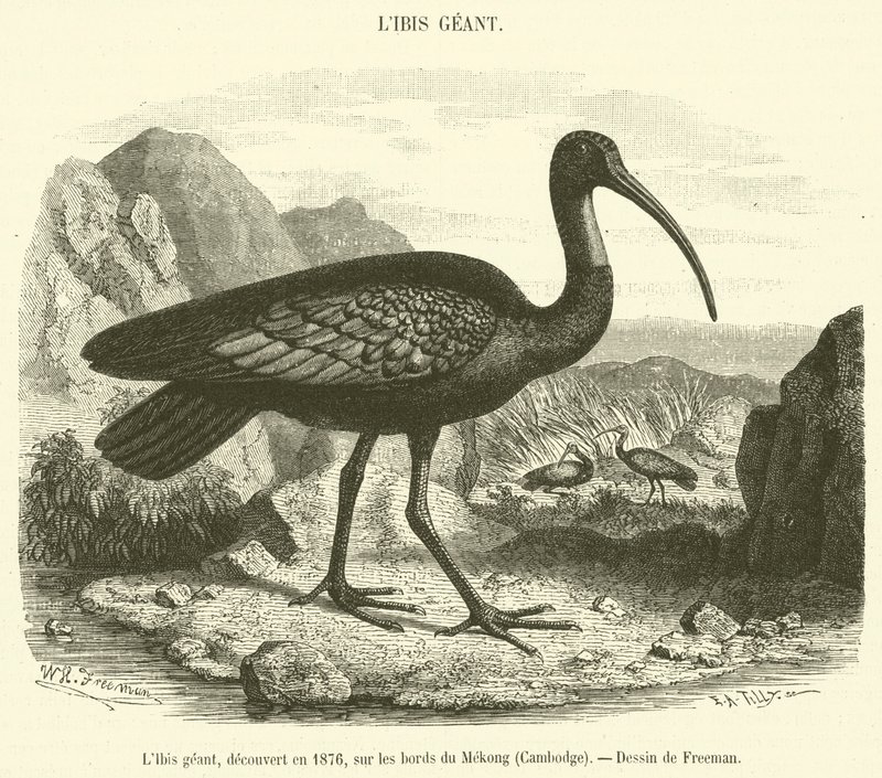 Giant Ibis löydettiin vuonna 1876 Mekongin rannalta Kambodžassa (kaiverrus) tekijältä French School