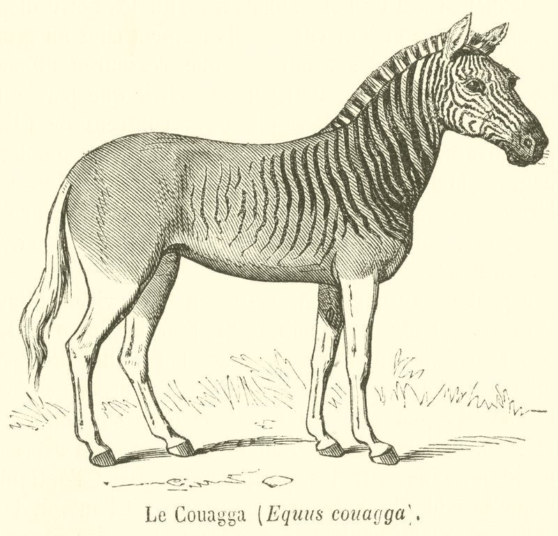 Le Couagga, Equus couagga (kaiverrus) tekijältä French School