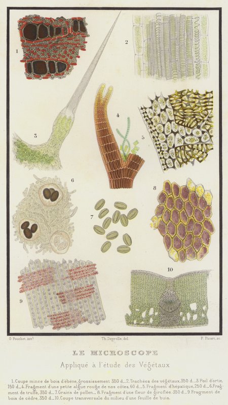 Mikroskooppi, sovellettu kasvien tutkimukseen (väri litho) tekijältä French School