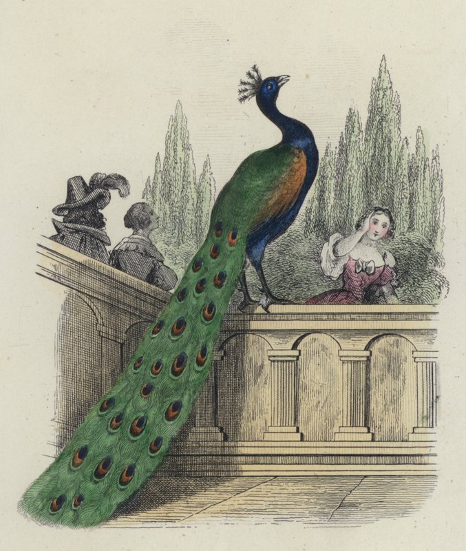 Peacock valittaa Junolle tekijältä French School