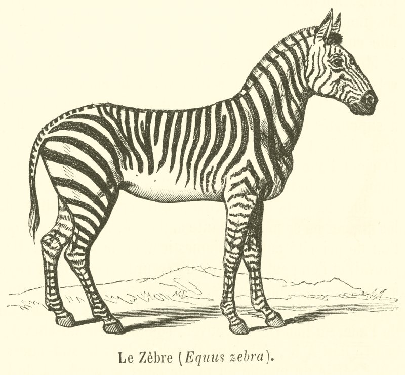 Le Zebre, Equus zebra (kaiverrus) tekijältä French School
