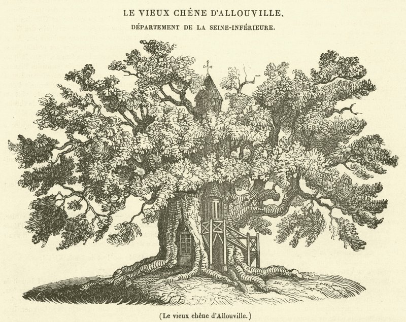 Allouvillen vanha tammi (kaiverrus) tekijältä French School