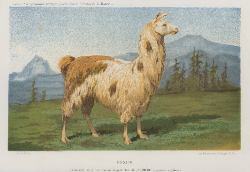 Uroslaama syntynyt Remiremontissa (Vosges), Ranskassa (chromolitho) tekijältä French School