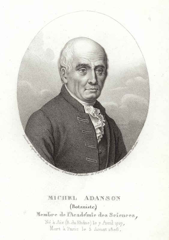 Michel Adanson tekijältä French School