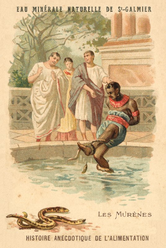 Moray ankeriaat (chromolitho) tekijältä French School