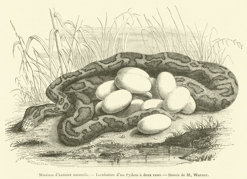 Luonnonhistoriallinen museo, Kaksiraitaisen Pythonin inkubaatio (kaiverrus) tekijältä French School