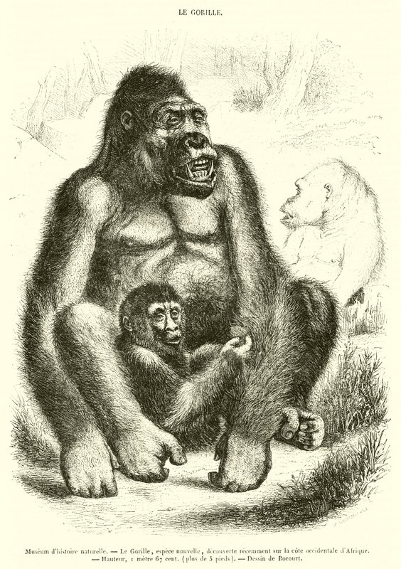 Luonnontieteellinen museo, Gorilla (kaiverrus) tekijältä French School