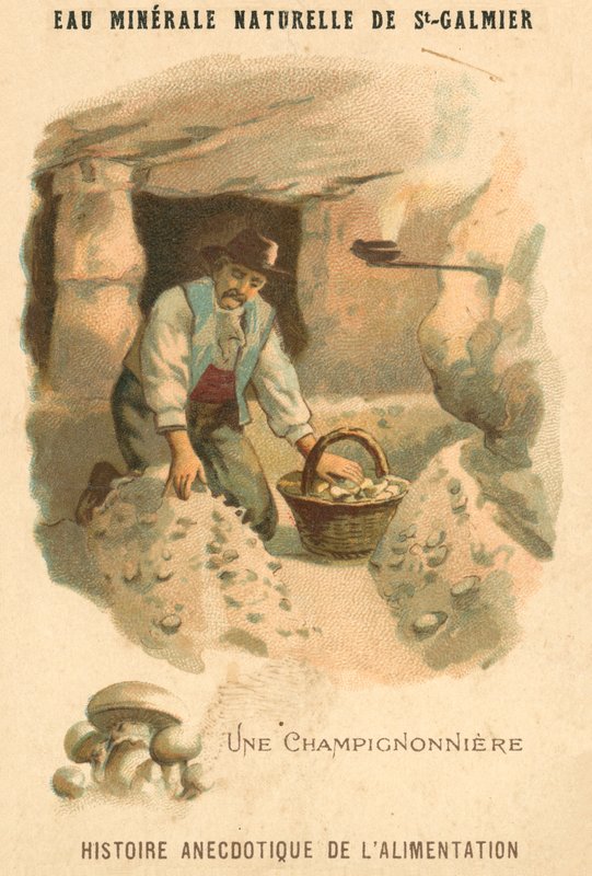 Sienen viljelijä (chromolitho) tekijältä French School