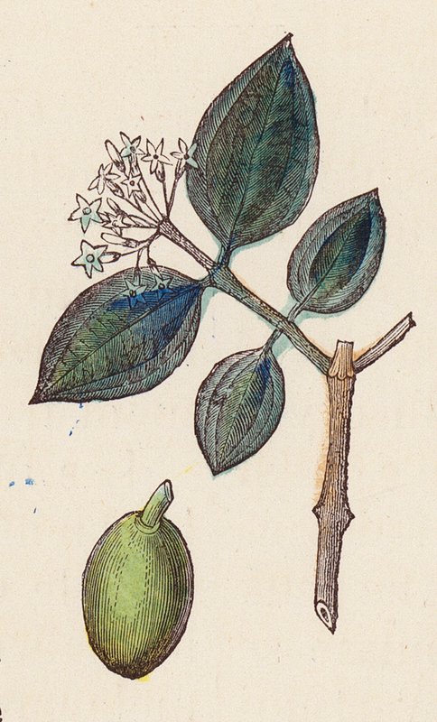 Olives per a la producció d