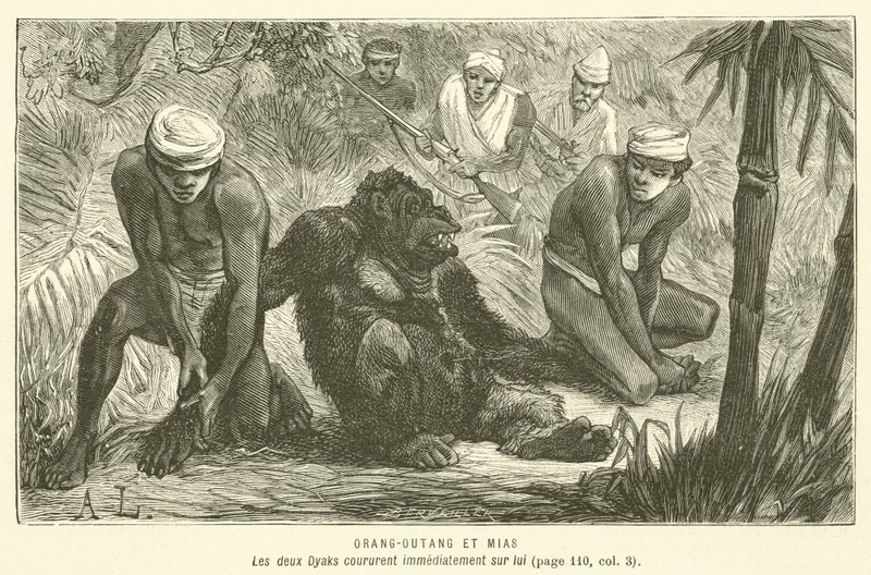 Orang-Outang Et Mias (kaiverrus) tekijältä French School