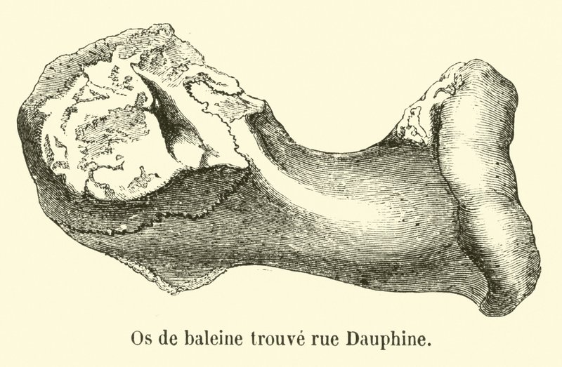 Valaan luu löytyi rue Dauphinesta tekijältä French School