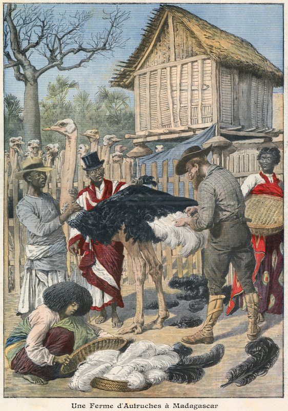 Strutsifarmi Madagaskarilla tekijältä French School