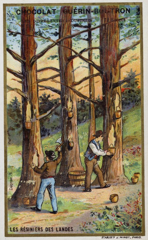 Mäntyhartsin keräilijät Landesissa, Ranskassa (chromolitho) tekijältä French School