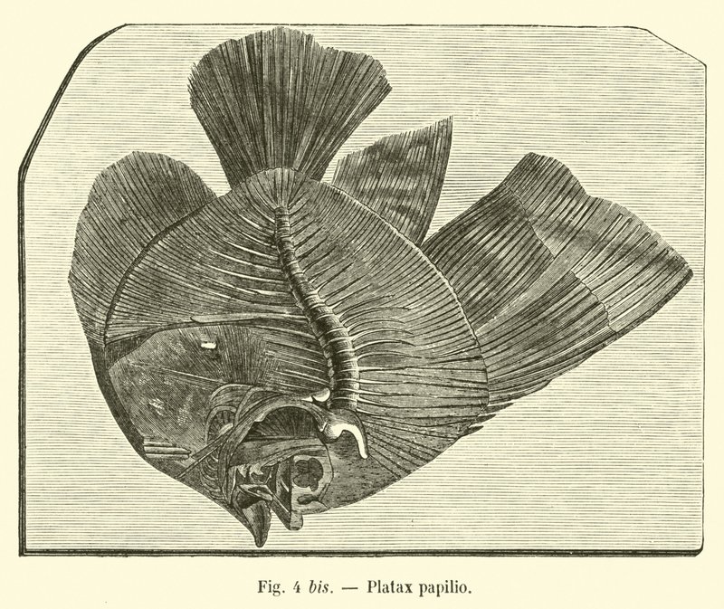 Platax-perhonen tekijältä French School