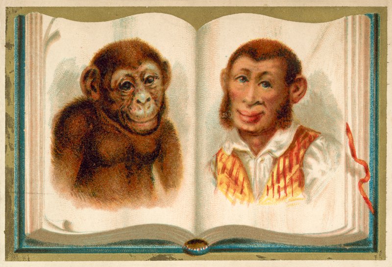Muotokuvia apinasta ja miehestä (chromolitho) tekijältä French School